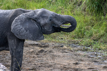 African Elephant Curling Its Trunk to Drink at a Waterhole in Kruger National Park © Kaitlind