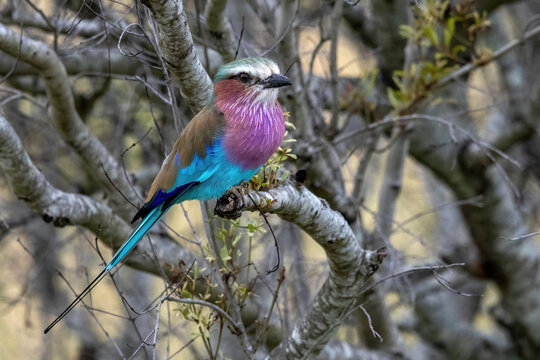 Lilac-Breasted Roller in Full Colour Perched on a Branch in Kruger National Park