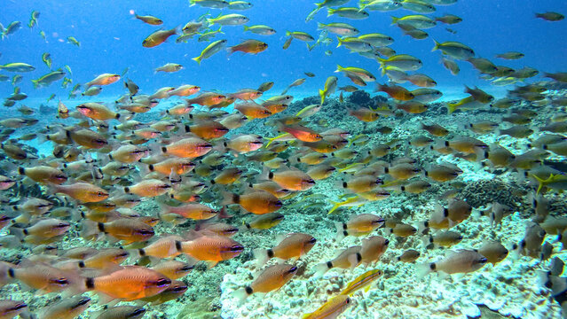 Mixed School of Bigeye and Goatfish at Fish Basket Dive Site Ponta do Ouro Mozambique