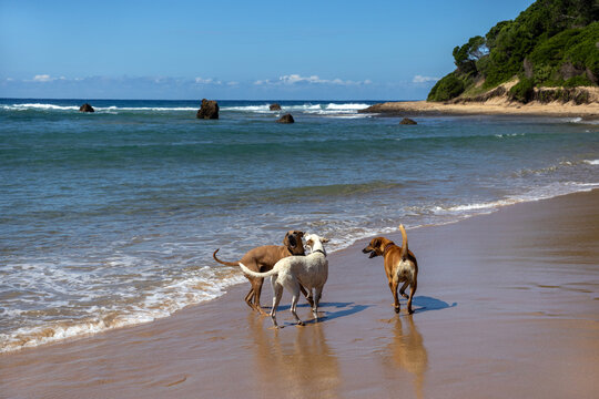 Local Dogs Playing at Water's Edge Near Headland at Ponta do Ouro Beach Mozambique