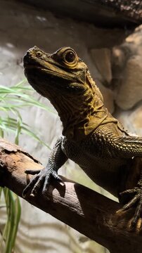 Chinese water dragon Physignathus cocincinus closeup, tropical forest reptile from Southeast Asia in humid river habitat