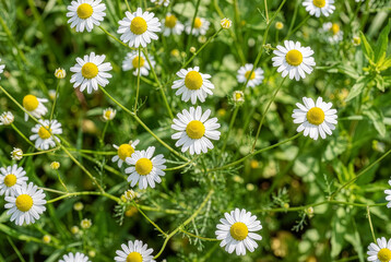 Fototapeta premium Blooming wild chamomile flowers in green sunny meadow top view