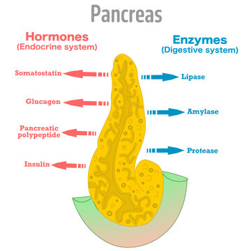 Pancreas, hormones, enzymes secreting, makes. Digestive, endocrine systems organ function. Vector illustration