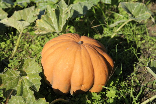 a large orange cream muscat pumpkin at a sunny day in a vegetable garden closeup