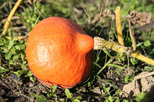 a beautiful little orange pumpkin at the plant closeup in a biological vegetable garden in autumn