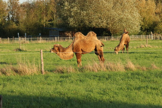a beautiful brown camel is grazing in a green meadow at an animal farm in the dutch countryside in autumn