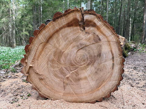 Tree sawn in the forest, a round wooden sawn brown tree stump slice with age rings. Natural woodland environment