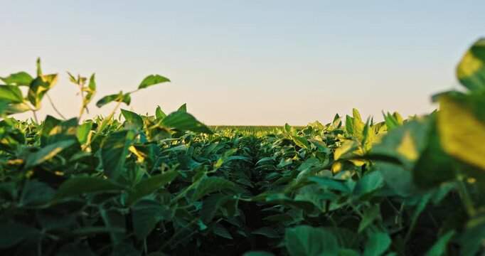 Soybean plants moving in a green agricultural field at sunset with clear sky