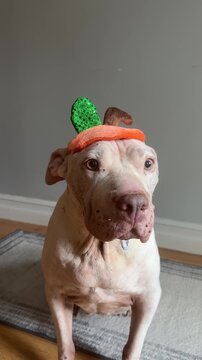 Adorable large white dog wearing pumpkin hat in UGC style video. Perfect for clip inserts for Halloween and Fall.