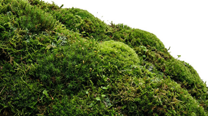 Lush green moss growing on a forest floor isolated against a clean white background for design © Varvara
