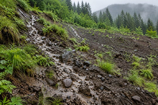 雨後の湿潤斜面を流れる自然な水流リルと先駆植物の風景