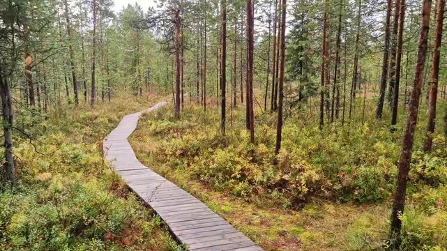 narrow wooden path cutting through a dense swamp forest preservation area