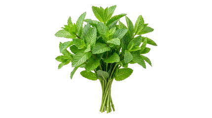 Fresh green mint herb bunch isolated on a white background for culinary and medicinal usage © Varvara
