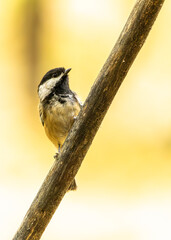 Black-capped Chickadee on a Dead Branch © Ethan