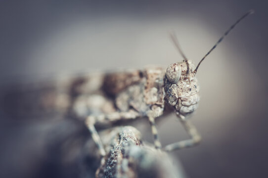 Grasshopper macro close-up portrait