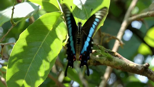 Vibrant 4K Ultra HD nature close-up video of a beautiful Morpho butterfly displaying its striking black and blue wings in nature capturing the detailed beauty of colorful neotropical insect in the