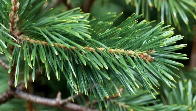 Detailed 4K Ultra HD macro video providing a high-quality green pine needles background texture showcasing the beauty of the long green needles of the pine tree and the unique original texture of