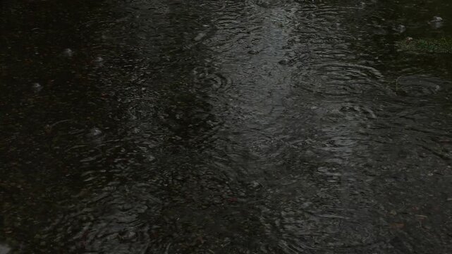 Rain Bubbles on Puddle Surface Drifting in the Wind with Ripples