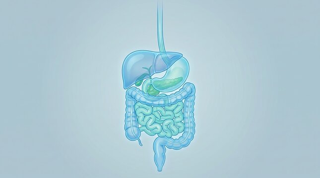 Human Digestive System Anatomy with Stomach Intestines Liver and Pancreas