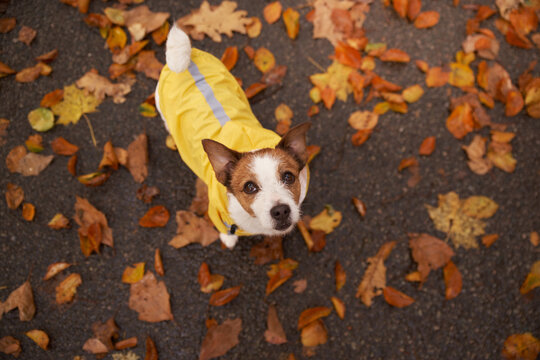 Jack Russell Terrier wears a yellow raincoat while standing on colorful foliage. Overhead perspective highlights the small dog during a cozy seasonal fall walk.