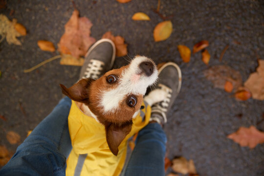 Jack Russell Terrier gazes upward while standing between its owner feet. Warm fallen leaves and bright yellow clothing create a cozy seasonal outdoor scene.