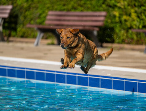 Hundebaden