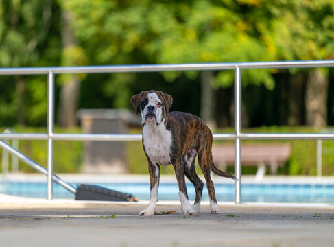 Hundebaden