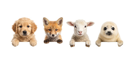 Fototapeta premium Cute baby animals group leaning over blank white banner isolated on white background, golden retriever puppy red fox kit sheep lamb seal pup set with copy space frame template