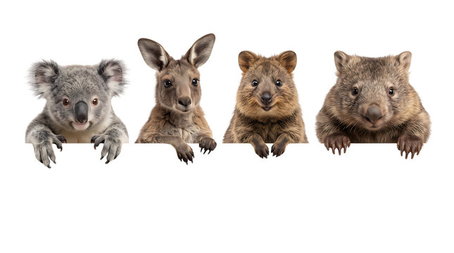 Australian wild animals group leaning on white border isolated on white background, koala bear kangaroo quokka wombat set with copy space banner