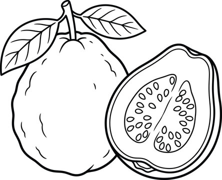 Guava fruit contour drawing featuring a whole single guava with leaves beside a sliced half showing internal seeds, black and white vector asset