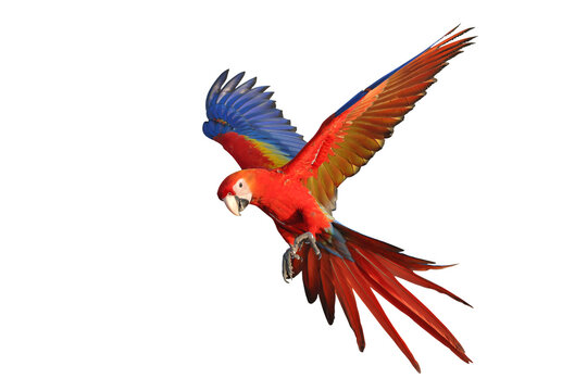 Colorful flying Scarlet Macaw parrot isolated on transparent background png file