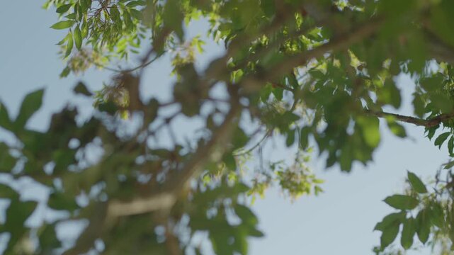 A closeup shot of the tree branches and green leaves playing on the wind with warm late afternoon sun