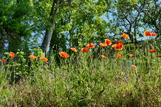 Common Poppies borfering a grassy bank
