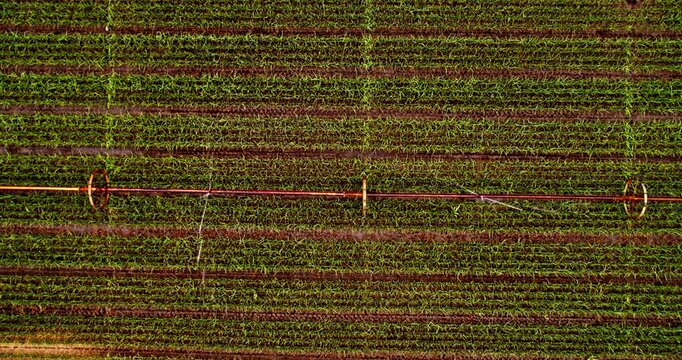 Aerial view of agricultural field with irrigation system watering green crops