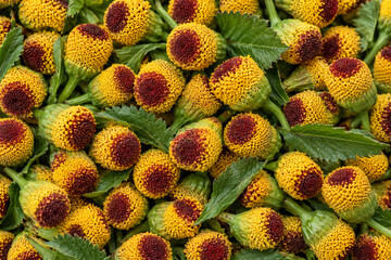 Fototapeta premium Jambu Flower Heads Yellow Red Button Texture