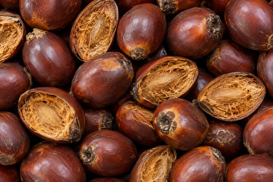 Doum Palm Fruits Brown Fibrous Food Texture