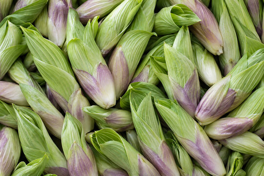Fresh Hosta Shoots Pale Green Furled Texture
