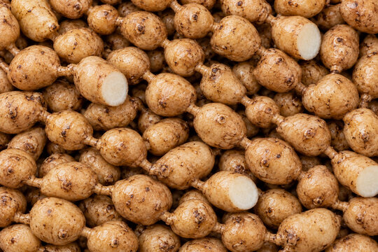 American Groundnut Tubers Clean Knobby Root Texture