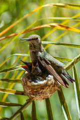Nesting hummingbird family © Mark Ahn Photography