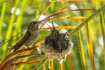 Nesting hummingbird family © Mark Ahn Photography