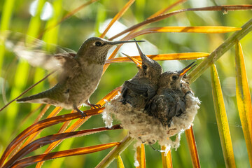 Nesting hummingbird family © Mark Ahn Photography