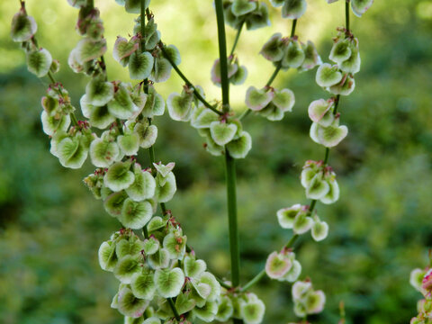 Close up of the seeds and flowers of Rumex acetosa (Common Sorrel)

