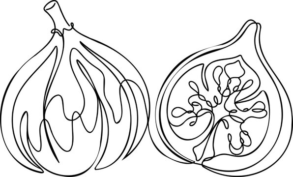 Minimalist fig line art, continuous line drawing of fresh figs, fruit vector