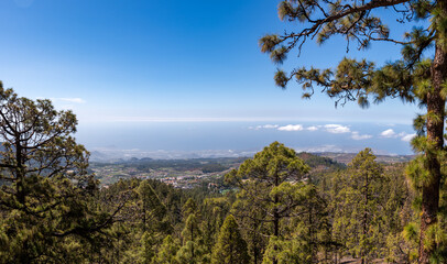 Canary Island pine forest framing a distant view across Tenerife toward the Atlantic Ocean, Spain © Peter