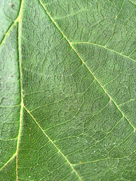 Close-up view of a vibrant green leaf with intricate texture details