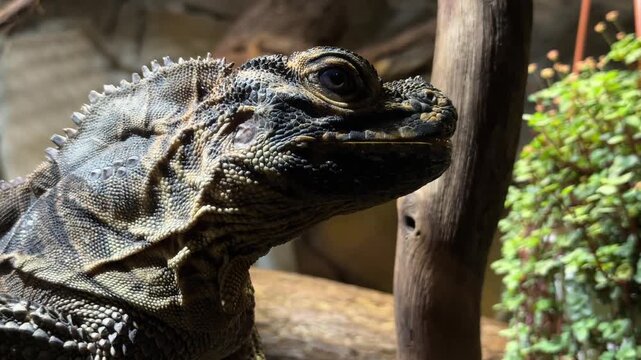 Sailfin dragon Hydrosaurus amboinensis closeup, tropical forest reptile from Indonesia in humid riverside habitat view