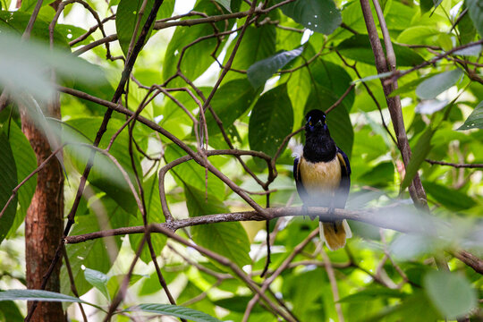 Exotic bird perched on a branch surrounded by lush green foliage in the Amazon rainforest, Brazil   