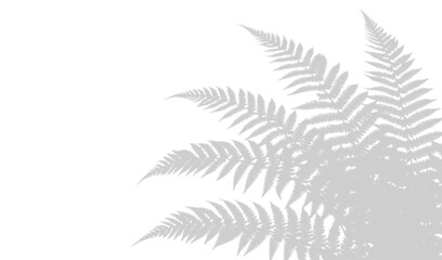 Shadow of fern leaves isolated on white background © Osman Hadi