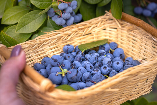 Hand picking fresh organic blueberries into a basket