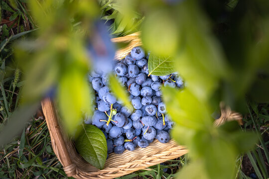 Fresh blueberries filling a wicker basket during harvest